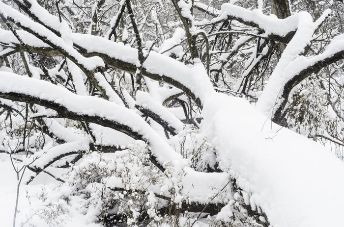 Tree Maintenance and Care