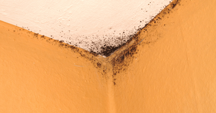 Does home insurance cover mould?